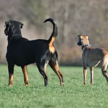 Two dogs stand next to each other. The dog on the left has its tail up, while the dog on the right has its tail lowered.
